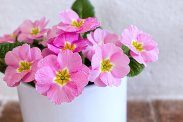 Flowers primrose, primula vulgaris in a pot isolated on grey background. They have various colors and can be used both as a balcony plant and bedding plant.