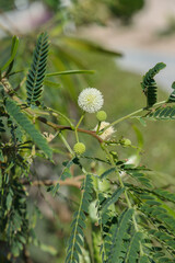 Inflorescence of a leadtree (Leucaena leucocephala). Leafs are used as high-protein cattle fodder.