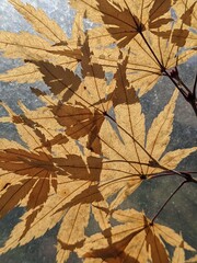 Light yellow fall leaves with interplaying shadows