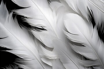 A detailed shot of white feathers against a dark black background, White and black feathers, AI Generated