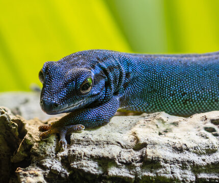 Portrait view of a male Turquoise dwarf gecko (Lygodactylus williamsi)