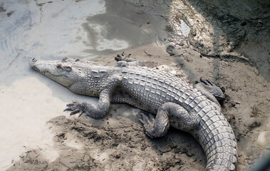 River crocodiles of mangrove forest Sundarbans