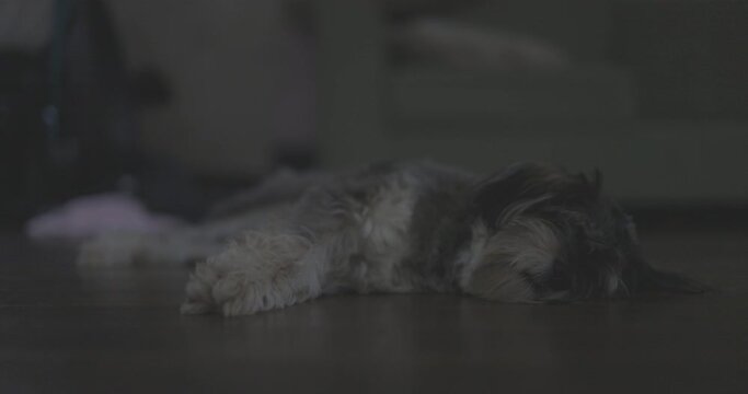 A cocker spaniel schnauzer mix lies restfully on the floor in a serene home.