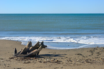 Fototapeta na wymiar Stranded tree log on a Mediterranean sand beach