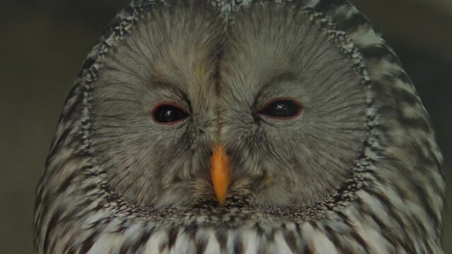 Ural owl close-up. Funny Face. Emotion owl bird watching. High quality FullHD footage