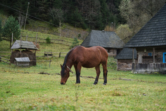 Brown horse on the meadow, old wooden houses, nature. scene from Carpathian mountains in Ukraine. High quality photo
