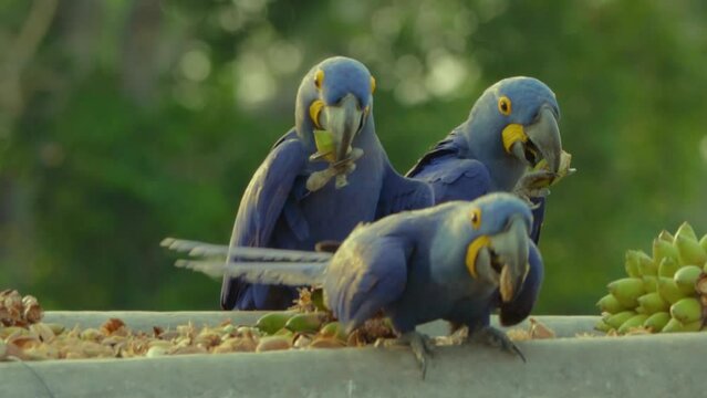 blue and yellow macaw ara
