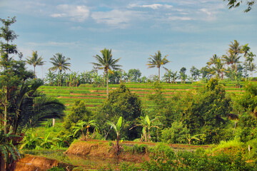 Fototapeta na wymiar Rice fields in Indonesian countryside