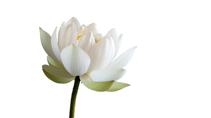 Naklejka na ściany i meble A delicate white lotus flower with pink and white petals on a transparent background.