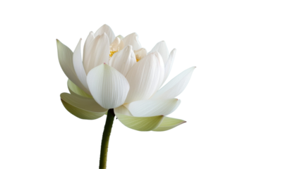 A delicate white lotus flower with pink and white petals on a transparent background.