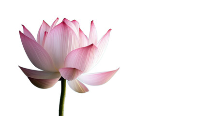 A delicate pink lotus flower with pink and white petals on a transparent background.