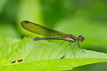 Black damselfly (Rhinocypha bisignata) on leaf