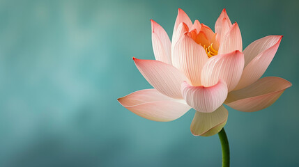 A delicate lotus flower with pink and white petals against a green background.