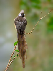 Speckled Mousebird on tree branch, portrait