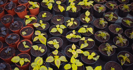 Agriculture - flower seedlings in greenhouse