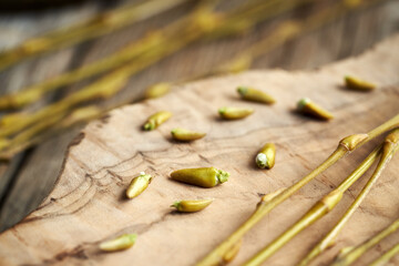 Willow buds and young branches harvested in late winter - ingredient to make gemmotherapeutic herbal tincture