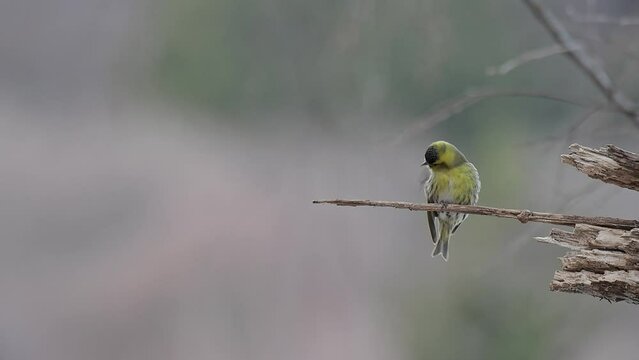 Eurasian siskin male in the woodland (Spinus spinus)