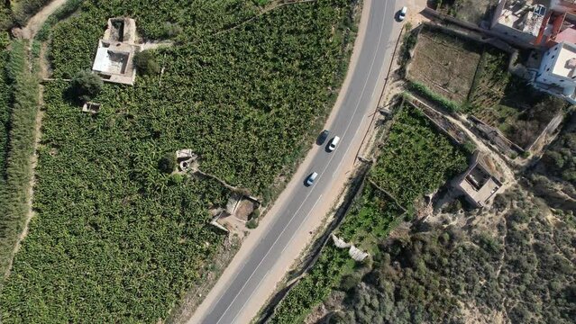 Drone Footage Of banana Farm field , Tamri Morocco