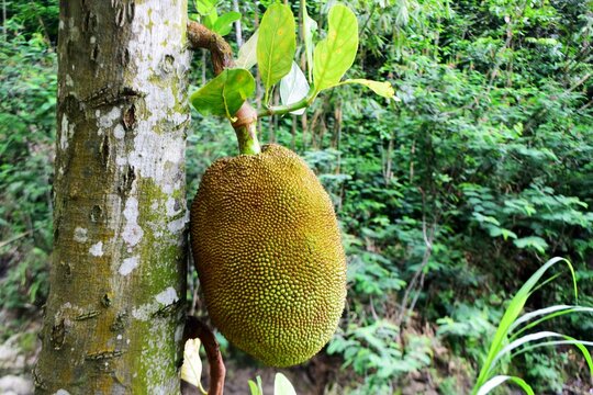 Photo of jackfruit hanging on a tree