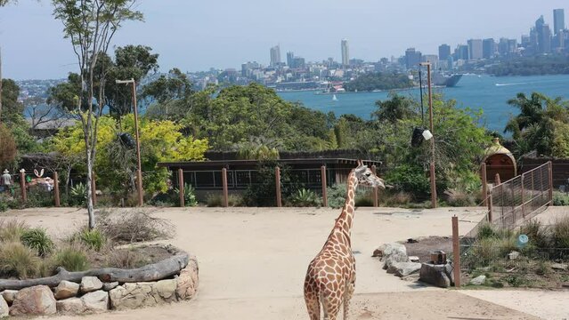 オーストラリア、シドニーにある海とキリンの見える動物園
