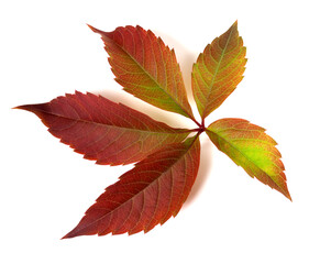 Autumnal multicolor grapes leaf