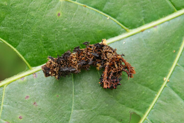 (Moduza procris) Commander caterpillar on green leaf