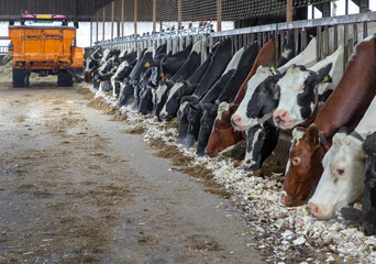 Cows in stable eating roughage and fodder beets at feeding gate on a dairy farm. Netherlands....