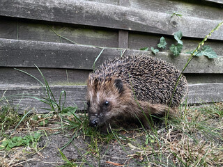 hedgehog, a cute little wild hedgehog, wild, grass, nature, hedge, cute, bristle, prickly