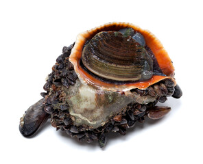 Veined rapa whelk covered with small mussels