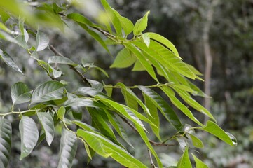 leaves on a branch