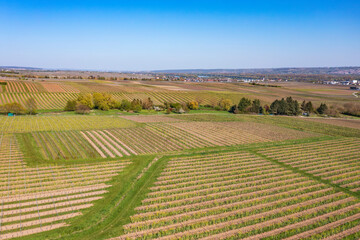 Fototapeta na wymiar View from above of the vineyards near Oestrich-Winkel/Germany in the Rheingau in spring