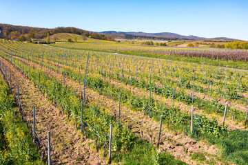 Fototapeta na wymiar View from above of the vineyards near Oestrich-Winkel/Germany in the Rheingau in spring