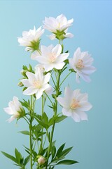 Delicate star flower on soft pastel background elegant floral simplicity composition