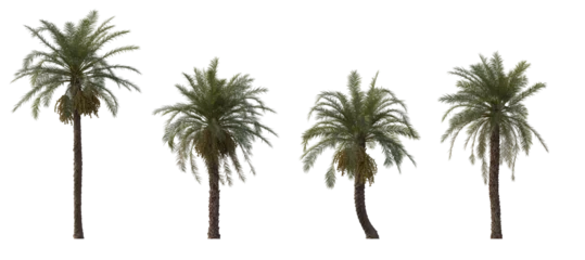 Poster Phoenix dactylifera date palm frontal medium and small cloudy overcast isolated png on a transparent background perfectly cutout  © Roman