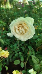yellow rose in garden