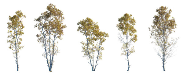 Betula ermanii set of gold ermans birch trees betula big medium trees isolated png in sunny daylight on a transparent background premium cutout