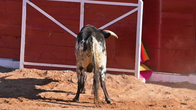 Brave bull l in the bullfight arena, Raging bull ready to ram. High quality FullHD footage