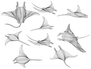 Stingray on a white background collection. Abstract illustration manta ray for your design set.
