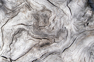 Image filling view of grey driftwood washed on shore with pattern, layers, and texture for background