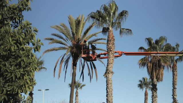 A worker planting greenery trims the leaves and branches of a folded palm tree while standing on a hydraulic lift. High quality FullHD footage