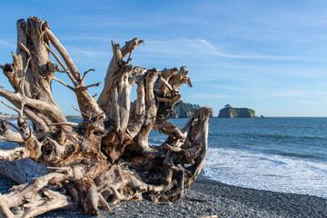 Close up view of large piece of driftwood root structure on Rialto beach on coastal stretch of Olympic National Park, WA, USA with large sea stack rock formations or islands in the ocean in background - obrazy, fototapety, plakaty