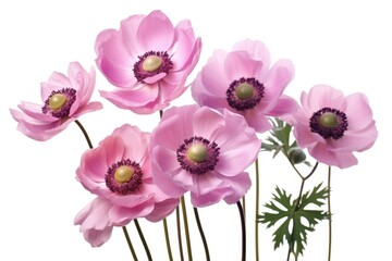 Pink Anemone Flowers on White