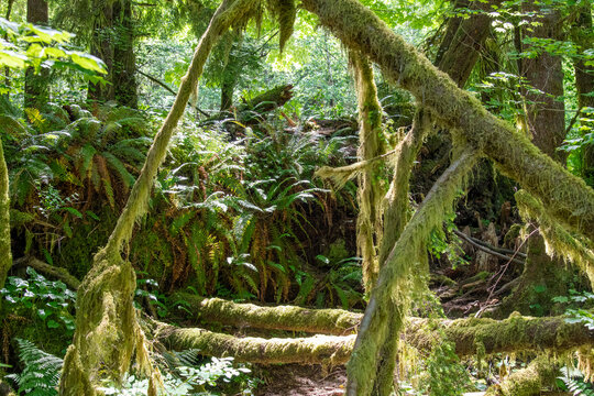 Image filling view of lower vegetation of rain forest in Olympic National Park, WA, USA with sun shining on ferns and moss-covered trees and branches