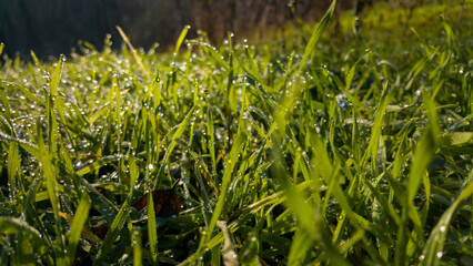 Dew drops on fresh green grass. Sunny and humid mornings at sunrise