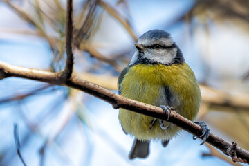 Blue Tit (Cyanistes caeruleus) in Father Collins Park, Dublin 13, Ireland