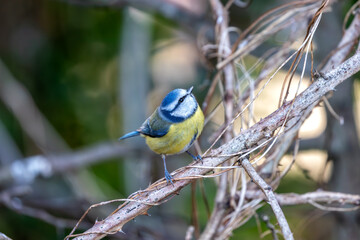 Blue Tit (Cyanistes caeruleus) in Father Collins Park, Dublin 13, Ireland