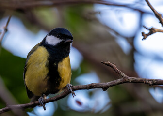 Great Tit (Parus major) in Father Collins Park, Dublin 13, Ireland