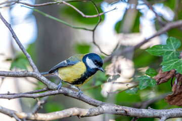 Great Tit (Parus major) in Father Collins Park, Dublin 13, Ireland