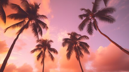 Palm trees silhouettes from below at sunset panorama, background, wallpaper, calm and relaxing, mental health, emotional balance
