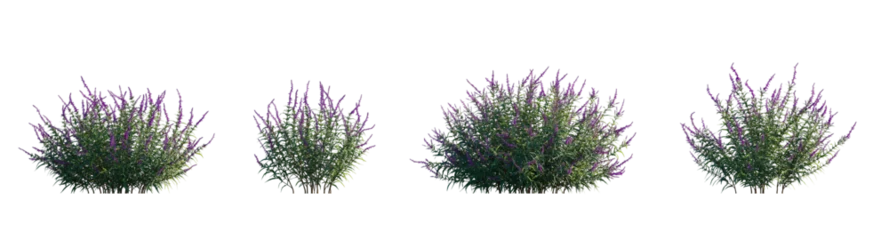 Fotobehang Salvia leucantha set frontal mexican bush herbaceous perennial plant isolated png on a transparent background perfectly cutout high resolution  © Roman